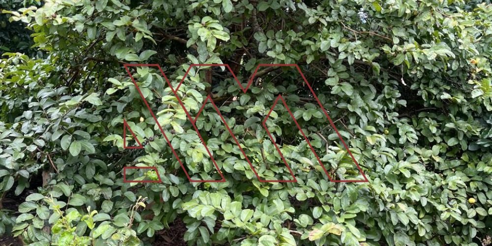 WhatsApp Image 2026-03-23 at 10.59.39 9